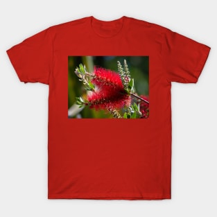 Scarlet Red BottleBrush Blooms T-Shirt